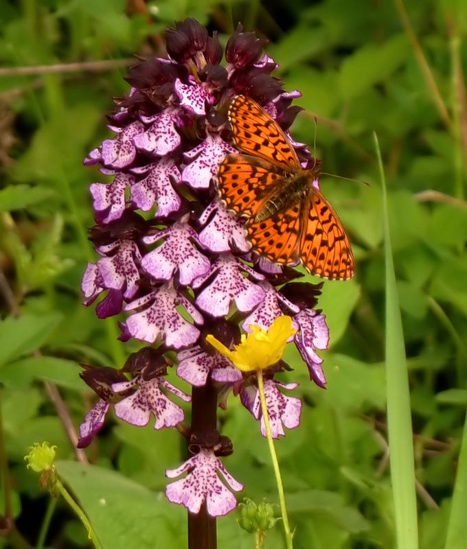 Farfalle e orchidee